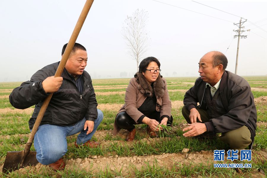 河南滑縣:小麥專家田間授技 河南滑縣:小麥專家田間授技