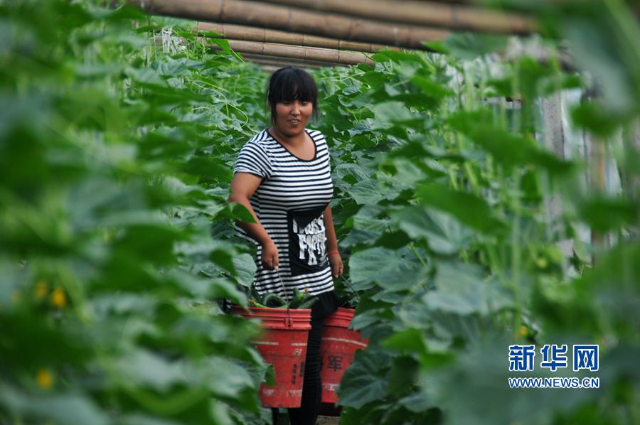 ���σ��S:�߲˲��չ��������Ј�