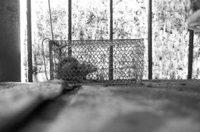 6��16�գ��L(zh��ng)ɳ���dС�^(q��)�������u�˵ĺ��������Ȼ��һֻ���P(gu��n)�ڻ\�����