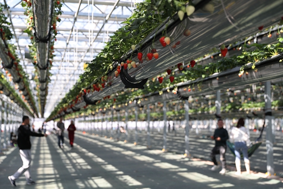 4��4�գ��ο������u�G�ִ��r�I�Ƽ����޹�˾�Ĳ�ݮ���������e��ժ�����ܼ��յĘ�Ȥ��(���M�� �z13)�Ԓ13854260100.JPG